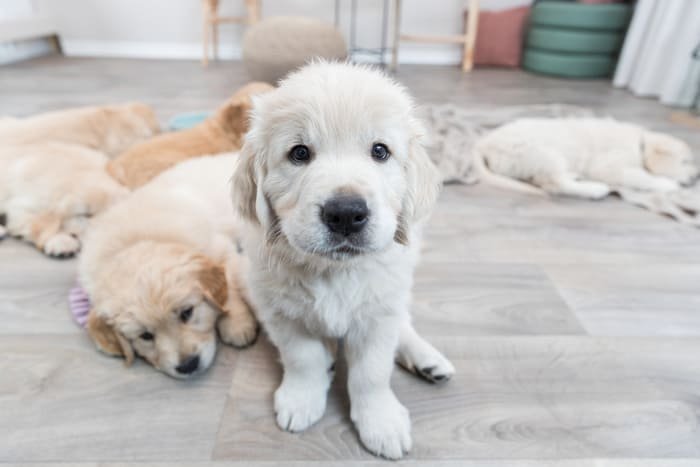 Pañales para perros