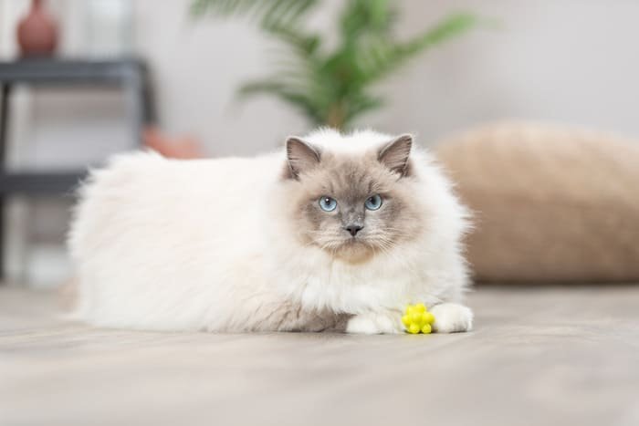 Pelotas para gatos