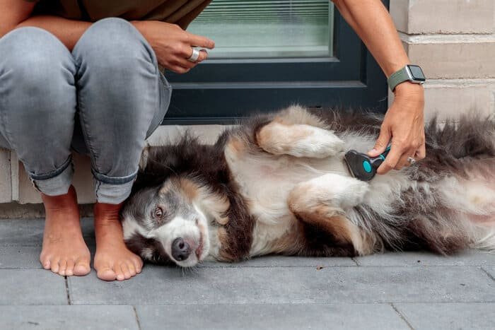 Pinzas para parásitos en perros