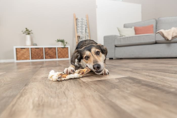 Premios de conejo para perros