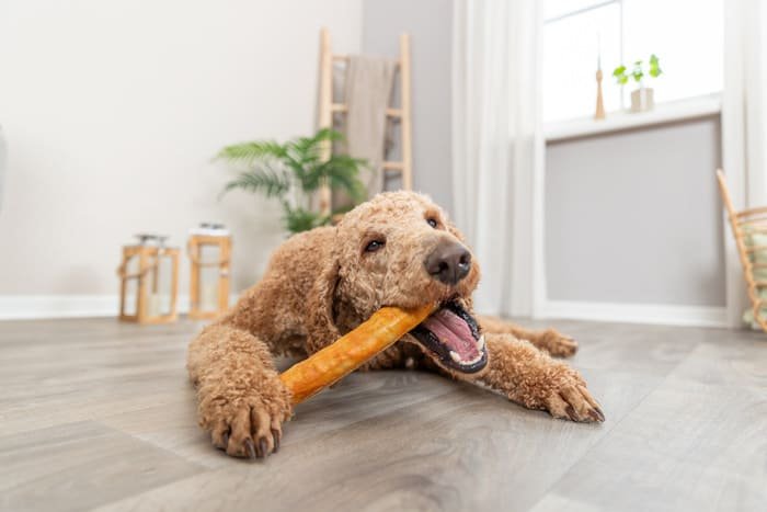 Premios Denta Fun para perros