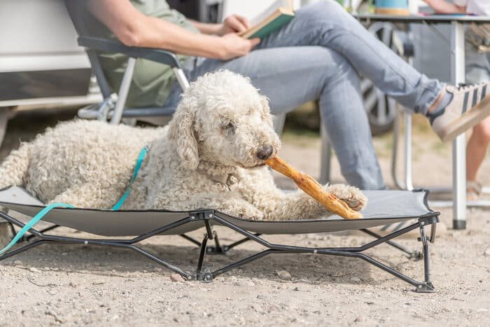 Premios deshidratados para perros