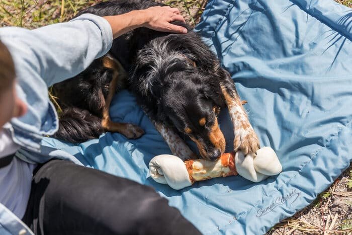 Premios masticables para perros