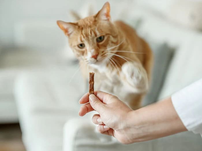 Premios para gatos