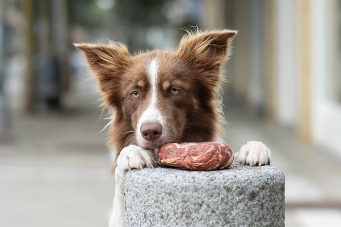 Premios de pollo para perros