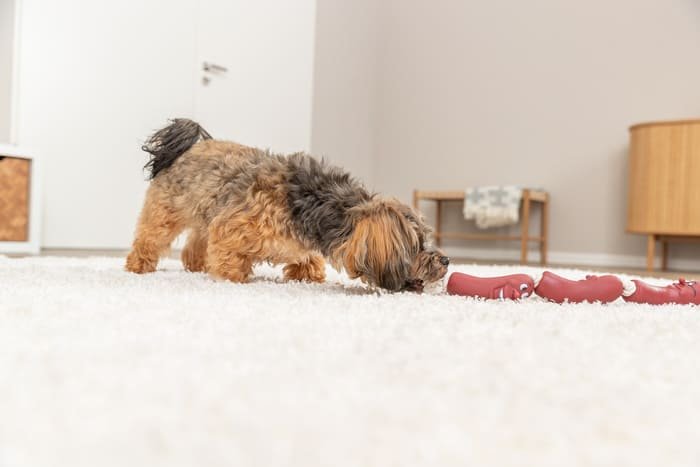 Salchichas para perros