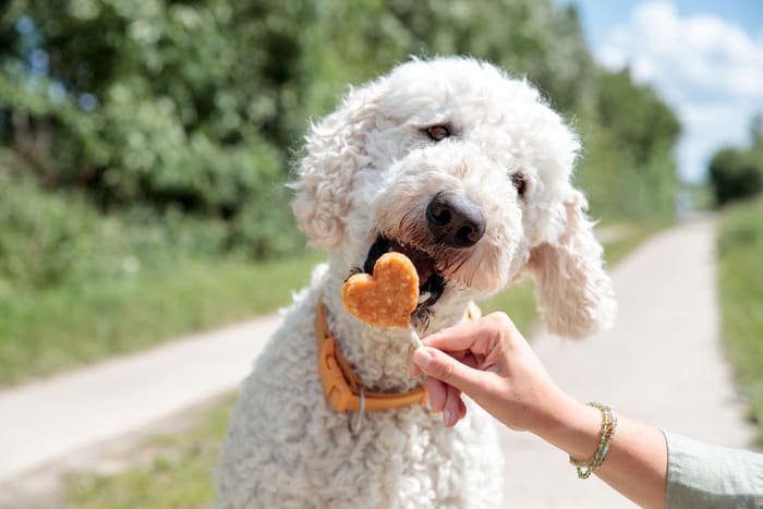 Premios sin cereales para perros