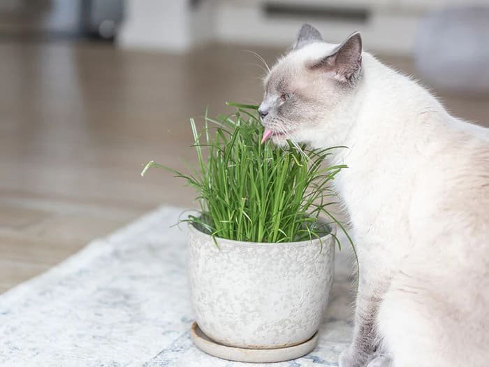 Productos para gatos