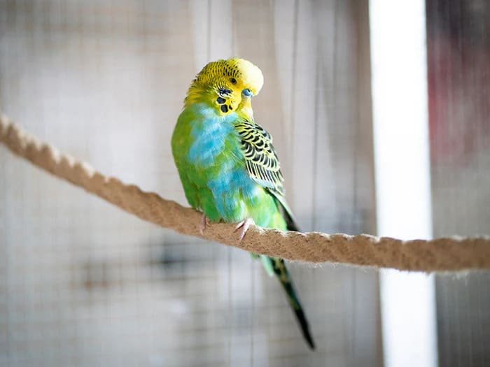 Productos para pájaros