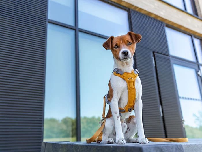Productos para perros