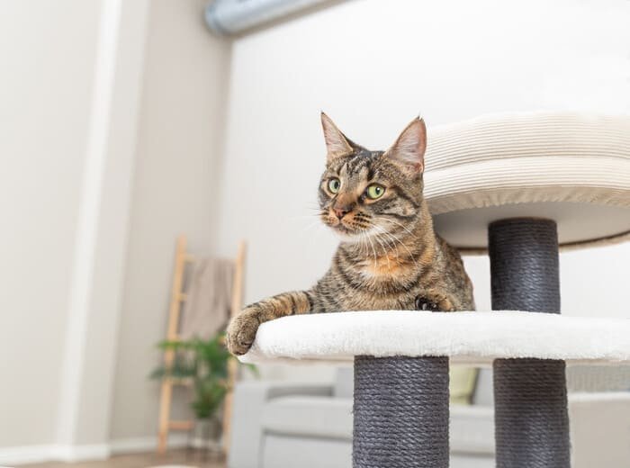Rascadores grandes para gatos