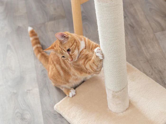 Rascadores pequeños para gatos
