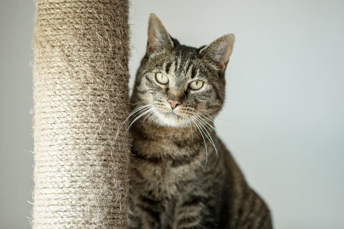 Postes de recambio para rascadores de gatos