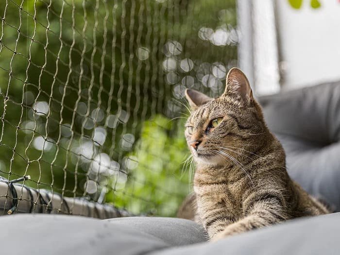 Redes para ventanas para gatos
