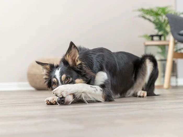 Repelentes para perros