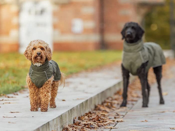 Ropa para perros y accesorios luminosos