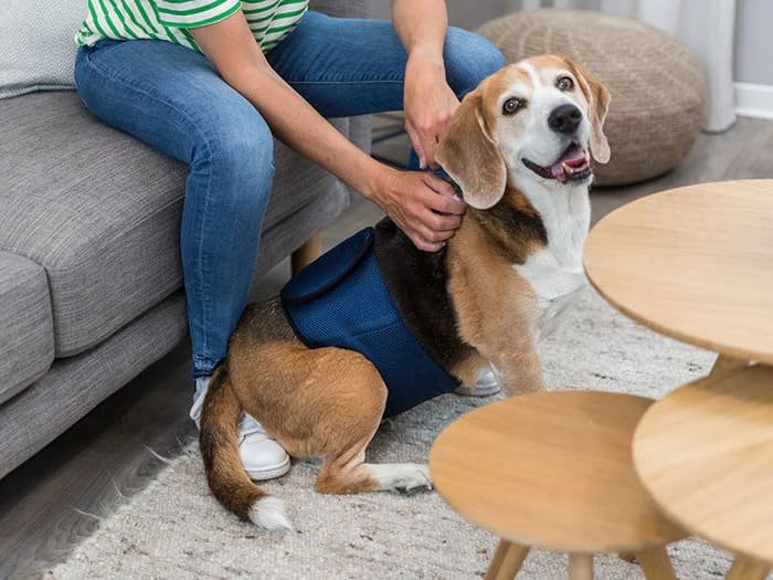 Higiene y cuidados para perros