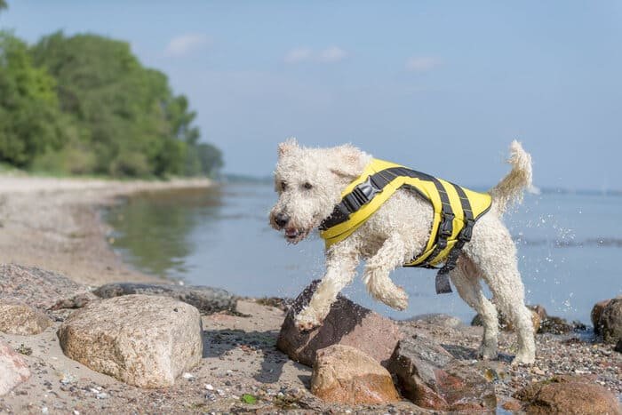 Chalecos salvavidas para perros