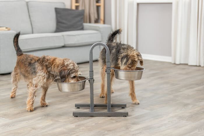 Soportes para comederos de perros