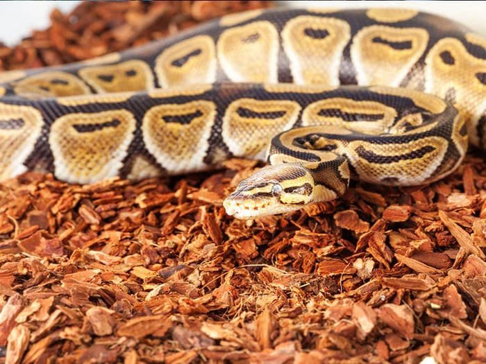 Sustratos para reptiles