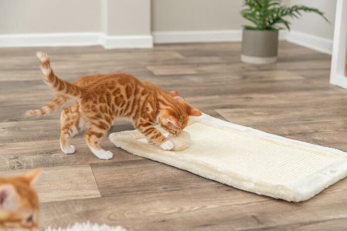 Tablas de cartón para rascar para gatos
