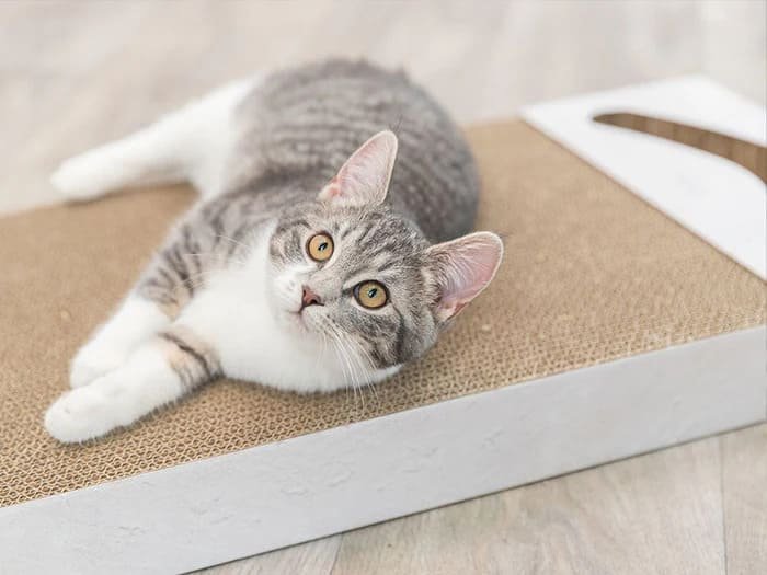 Tablas rascador para colgar para gatos