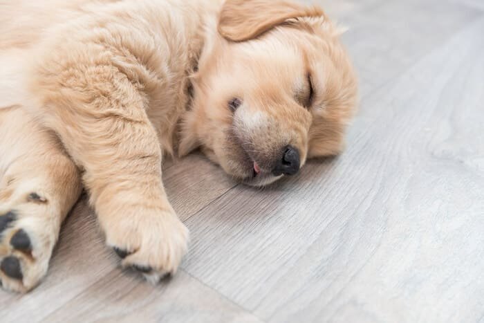 Tapas para latas de comida húmeda para perros