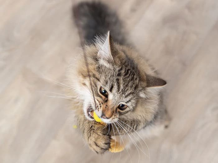 Varitas de juego para gatos