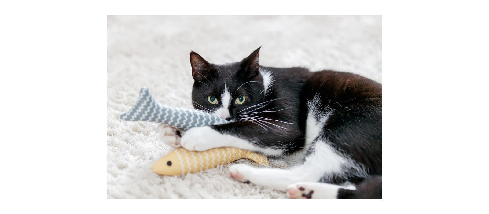 Juegos para Gatos: cómo estimularlos y evitar el aburrimiento