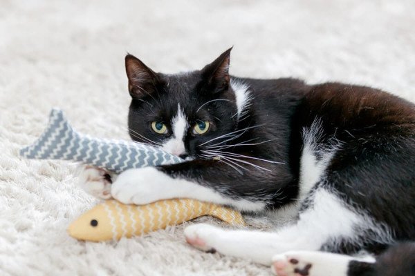Juegos para Gatos: cómo estimularlos y evitar el aburrimiento