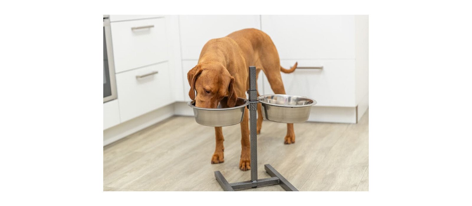 Carne de caballo para perros: ventajas del pienso y la comida húmeda