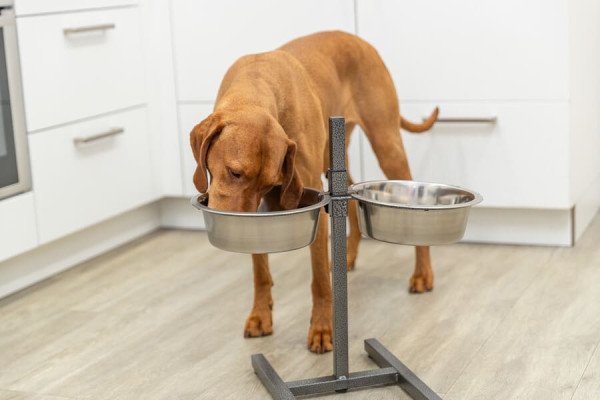 Carne de caballo para perros: ventajas del pienso y la comida húmeda