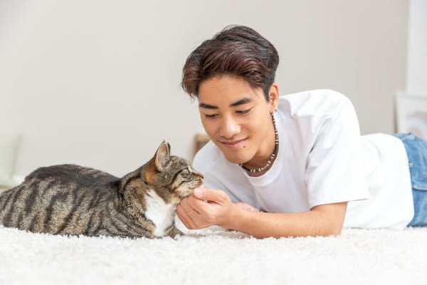 ¿Porqué vomita mi gato? Bolas de pelo, alimentación y otras causas