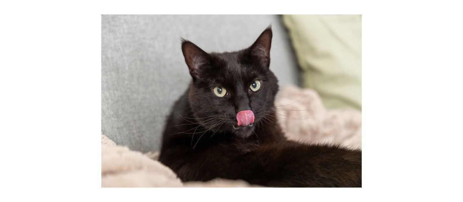 ¿Por qué los gatos son tan caprichosos con la comida?