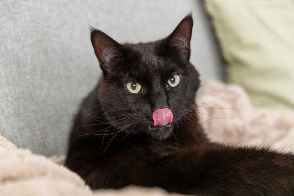 ¿Por qué los gatos son tan caprichosos con la comida?