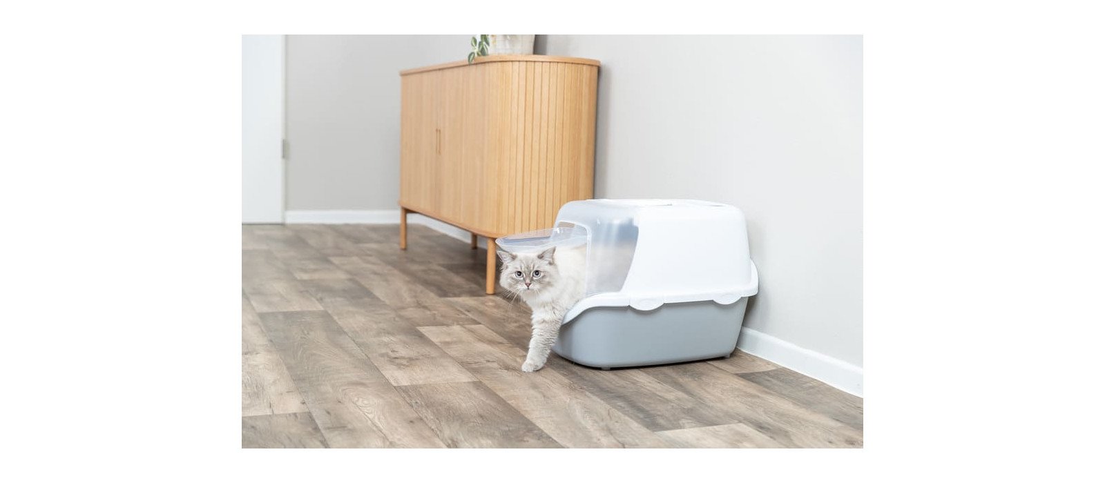 Bandejas higiénicas para gatos: cómo elegir el arenero y la arena adecuada