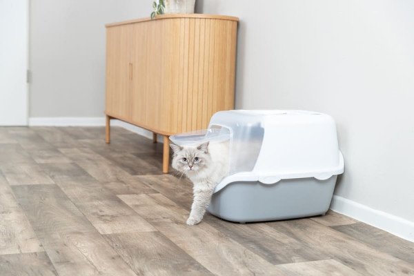 Bandejas higiénicas para gatos: cómo elegir el arenero y la arena adecuada