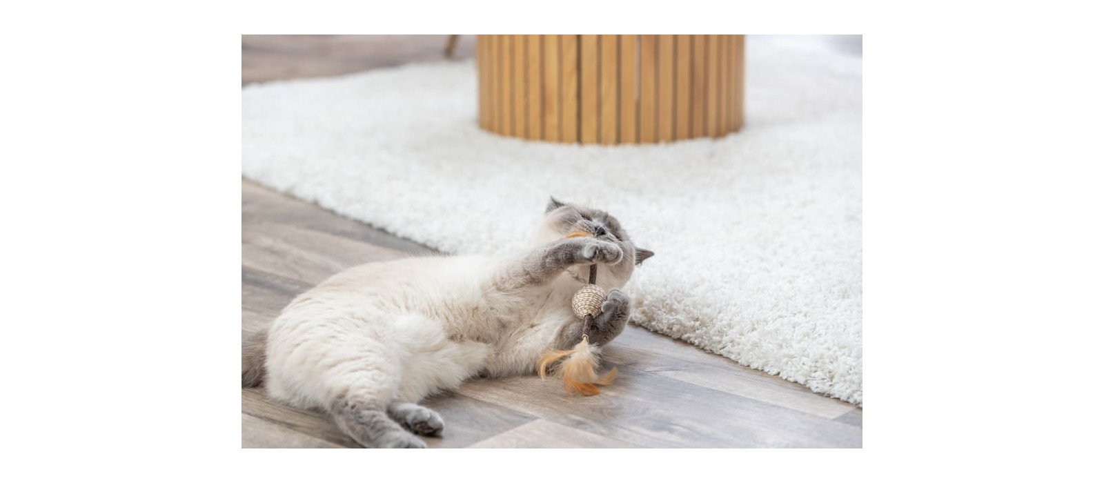 Catnip, matatabi y valeriana para gatos: diferencias, efectos y cómo utilizarlos