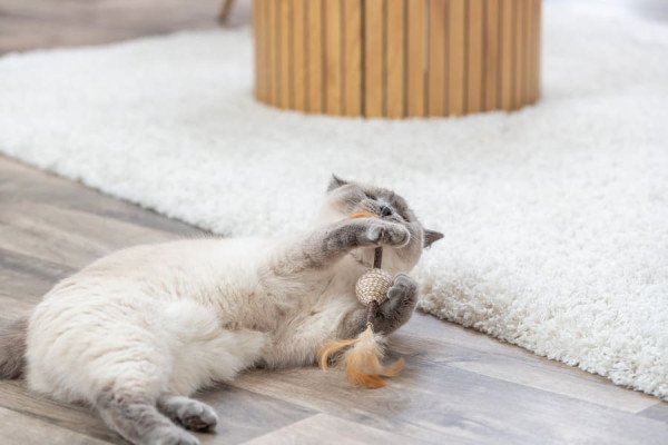 Catnip, matatabi y valeriana para gatos: diferencias, efectos y cómo utilizarlos