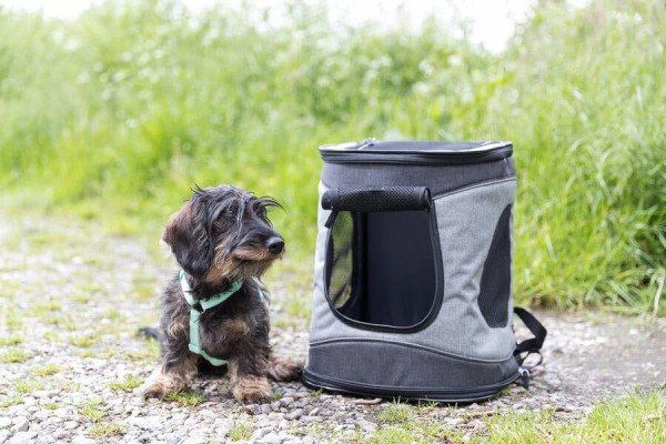 Viajar en avion con tu mascota