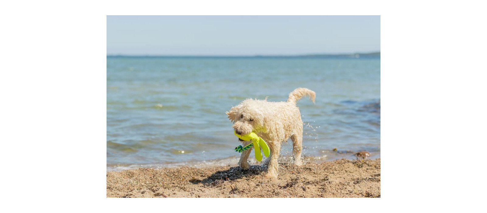 Guía de supervivencia: la verdad sobre las playas para perros en Mallorca