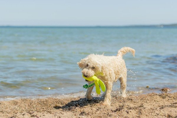 Guía de supervivencia: la verdad sobre las playas para perros en Mallorca