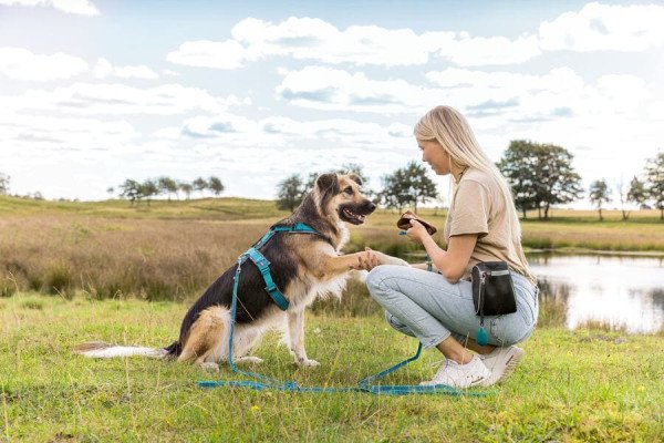 Tu perro muerde la correa: ¿qué significa y cómo corregirlo?