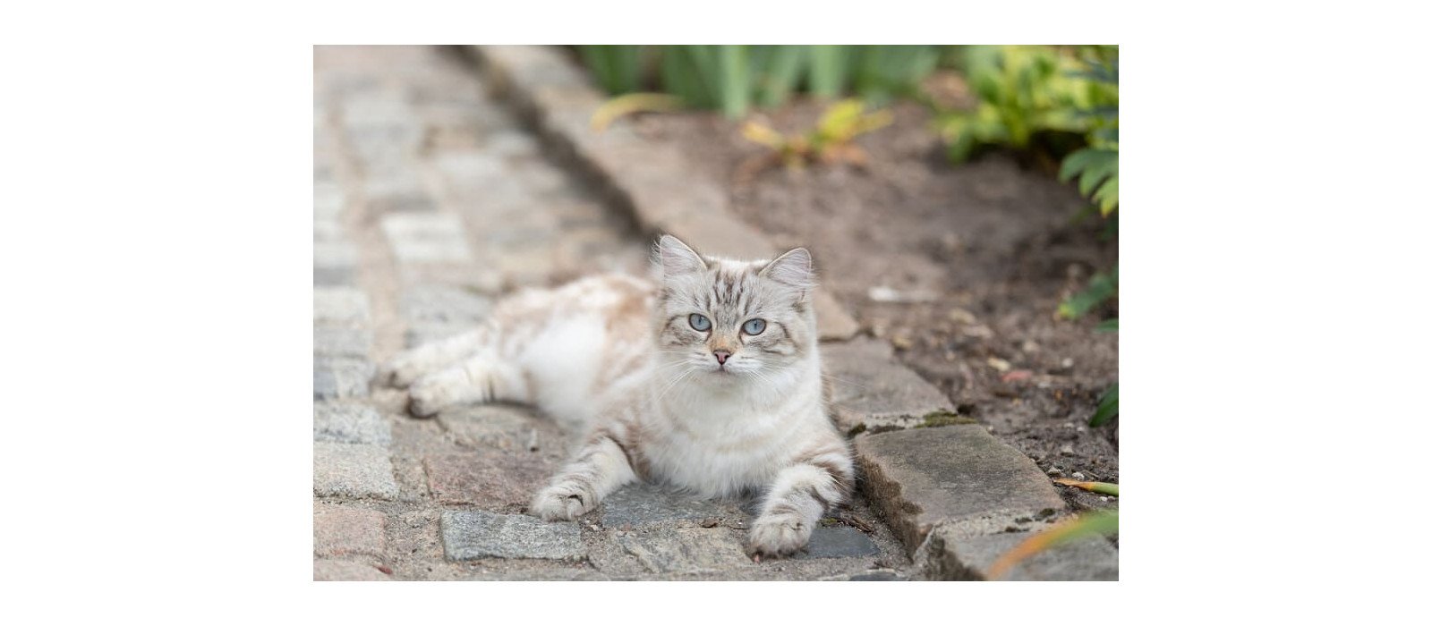Alimentos y plantas tóxicas para gatos: qué nunca deben comer