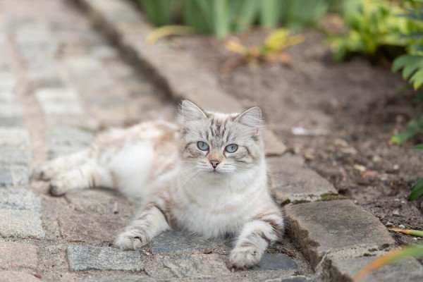 Alimentos y plantas tóxicas para gatos: qué nunca deben comer